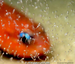 Title: "The Moment of Birth" Name of species: Apogon imbe... by Athanassios Lazarides 